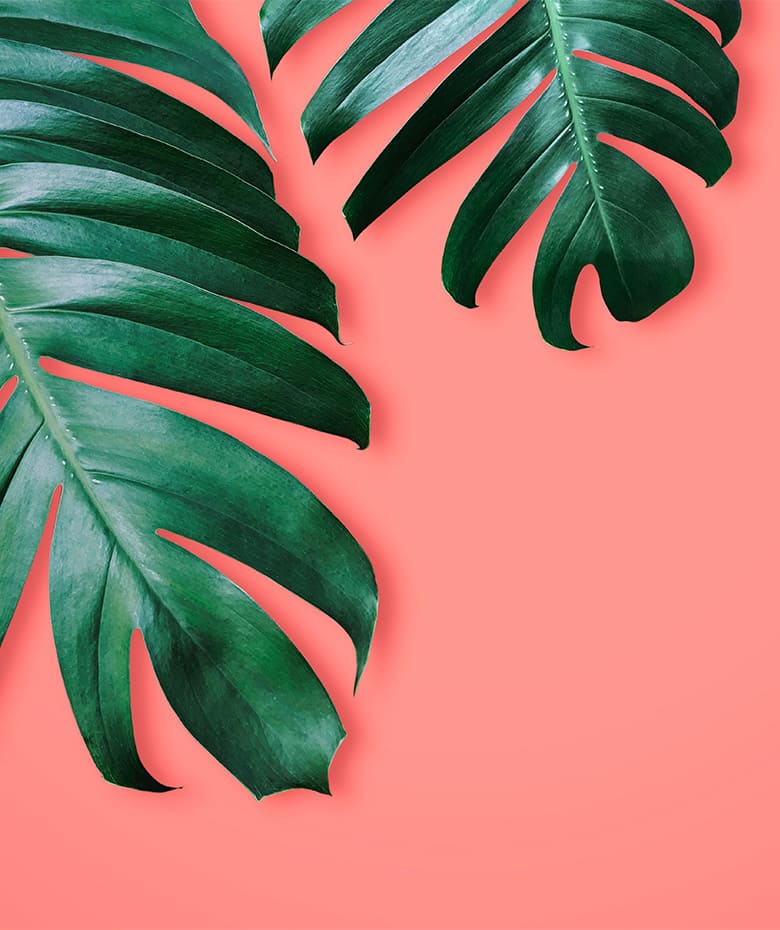 liscie na kolorowym tle